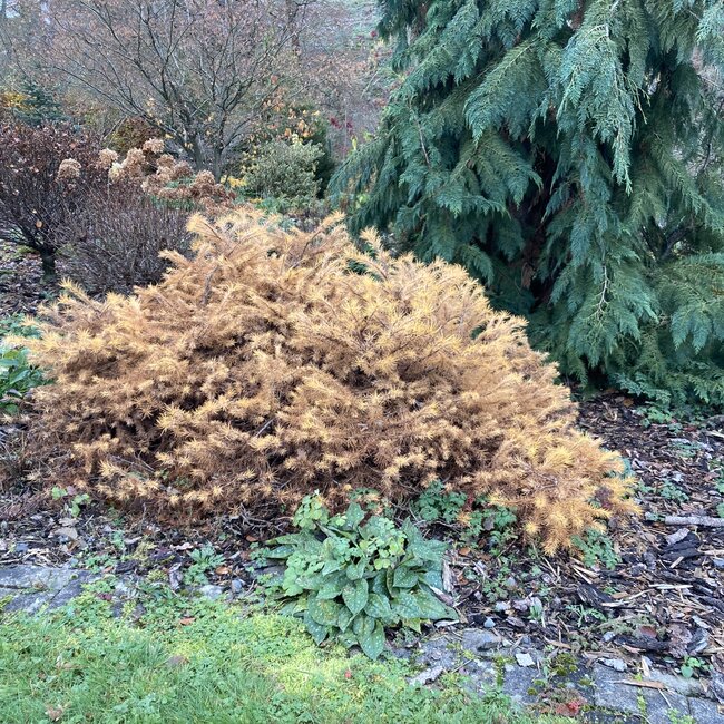 Larix herfstkleuren - Autumn colours