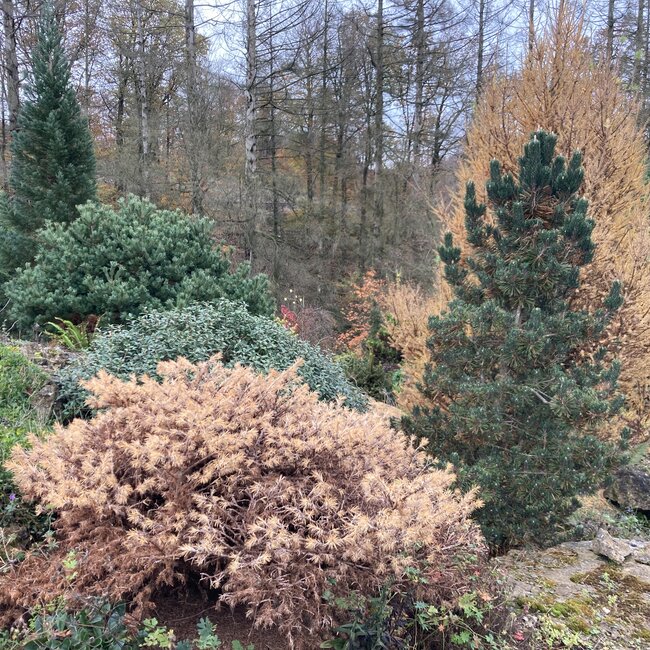 Larix herfstkleuren - Autumn colours