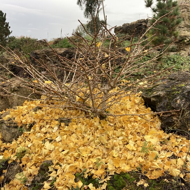Ginkgo Herfstkleuren - Autumn Colours