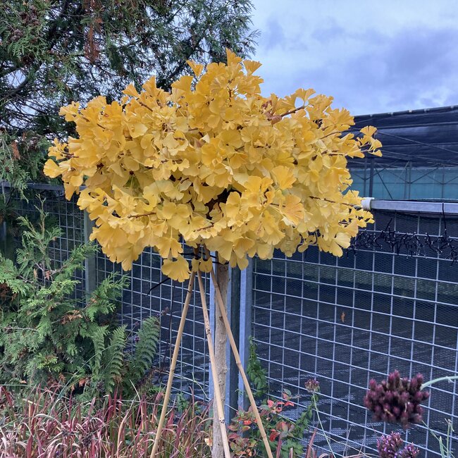 Ginkgo Herfstkleuren - Autumn Colours