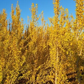 Ginkgo biloba 'Menhir'