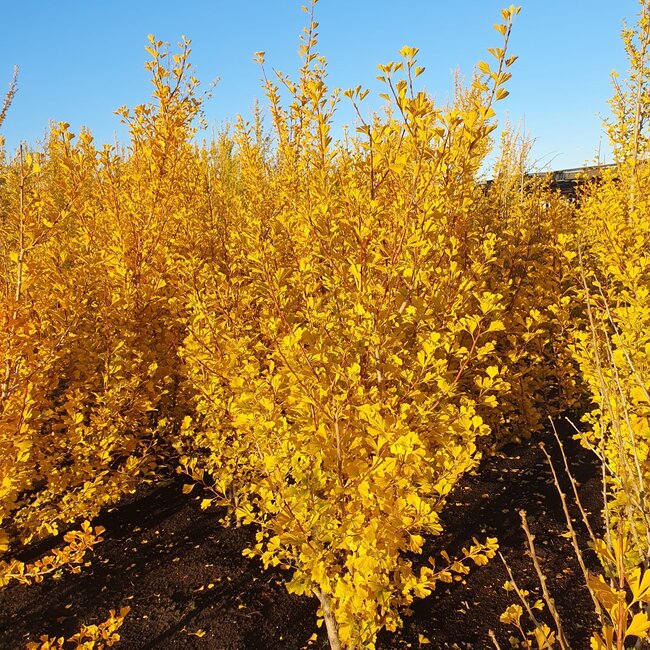Ginkgo Herfstkleuren - Autumn Colours