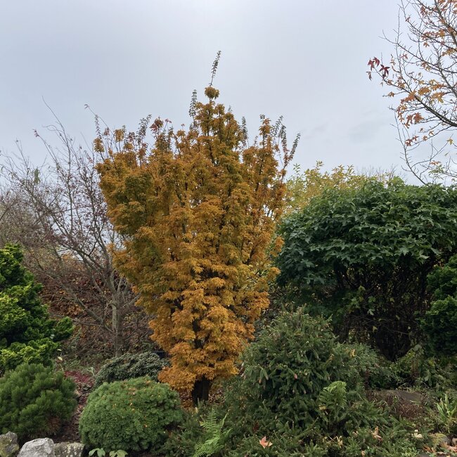 Acer palmatum Hefstkleuren - Autumn colours