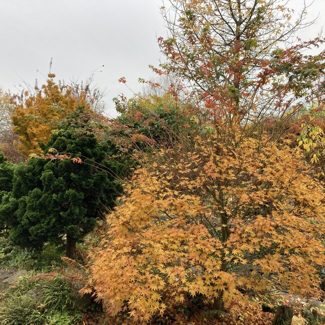 Acer palmatum Hefstkleuren - Autumn colours