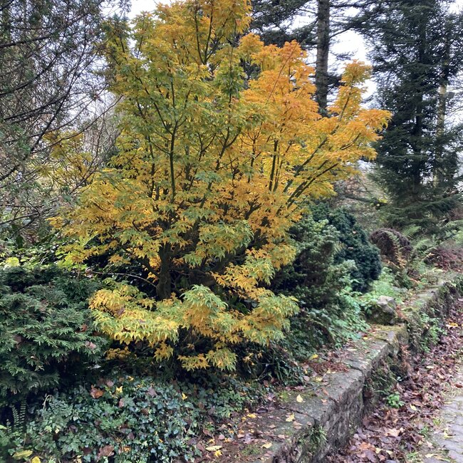 Acer palmatum Hefstkleuren - Autumn colours