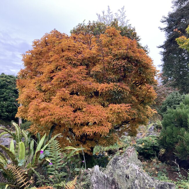 Acer palmatum Hefstkleuren - Autumn colours
