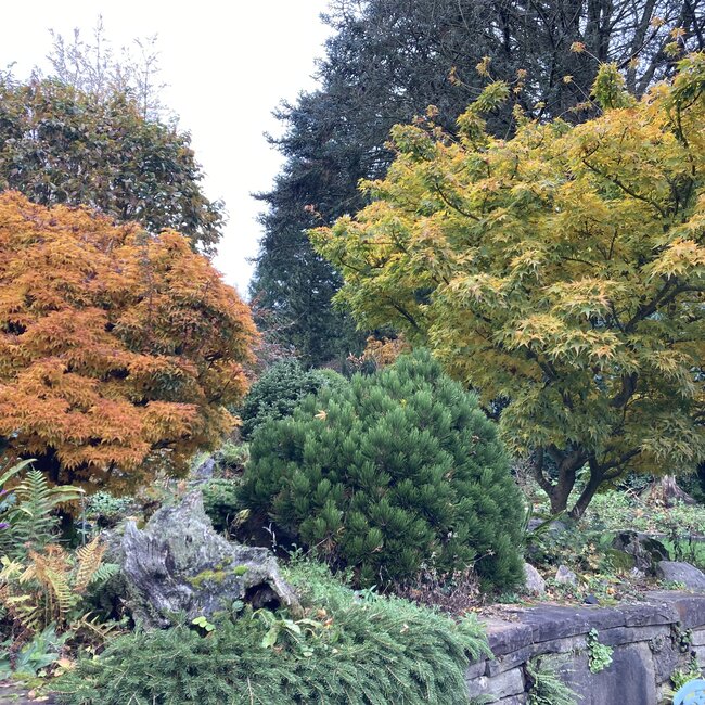 Acer palmatum Hefstkleuren - Autumn colours
