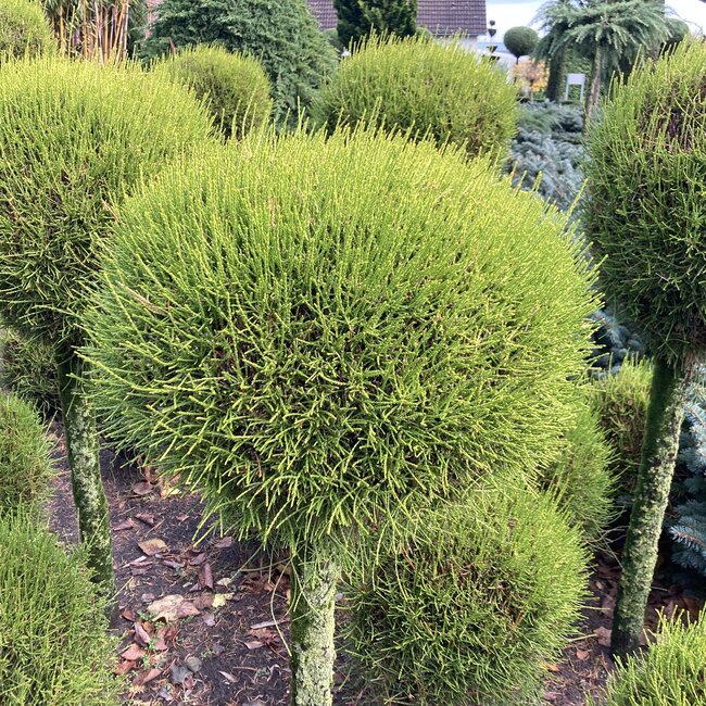 Platycladus orientalis 'Franky Boy'