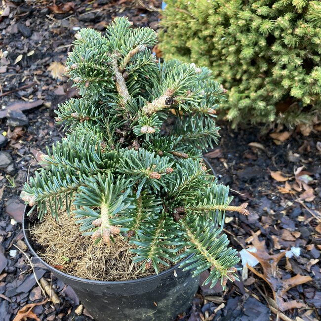 Abies borisii-regis 'Greece'