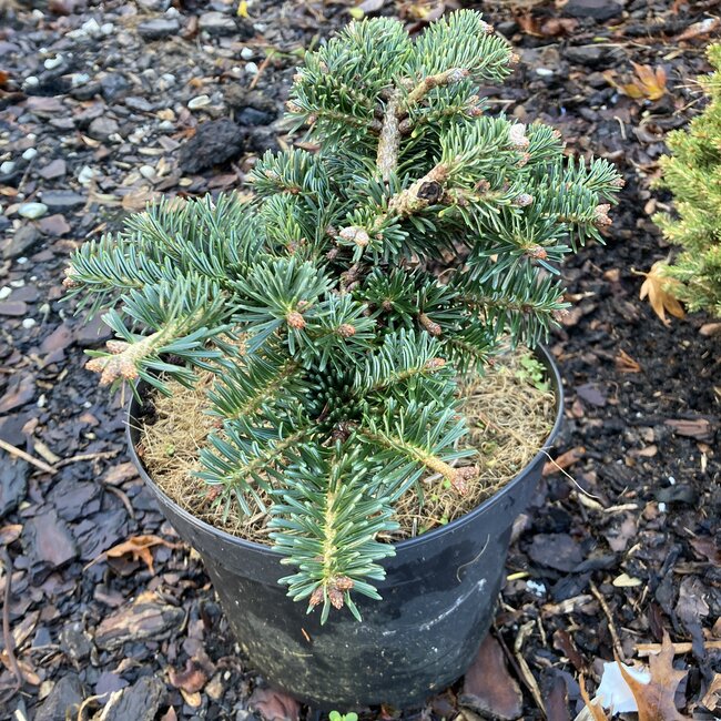 Abies borisii-regis 'Greece'