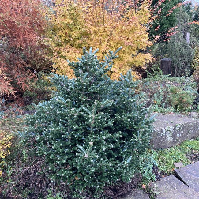 Abies koreana 'Oberon'