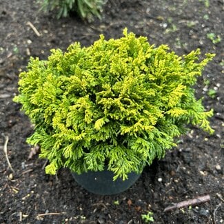 Chamaecyparis pisisfera 'Golden Pin Cushion'