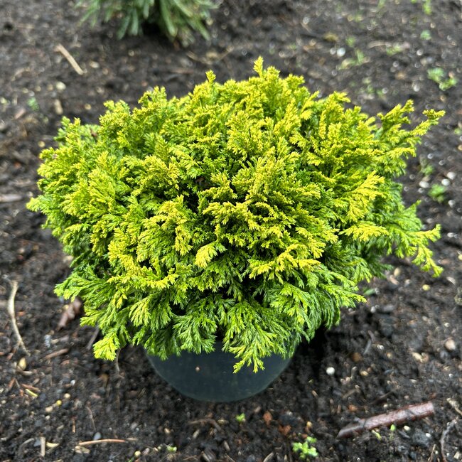 Chamaecyparis pisifera 'Golden Pin Cushion'