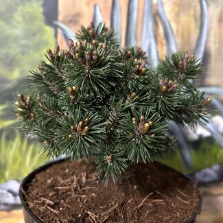 Pinus mugo 'Fischleinboden'