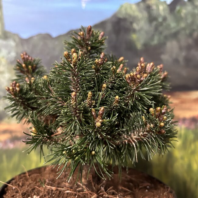 Pinus mugo 'Fischleinboden'