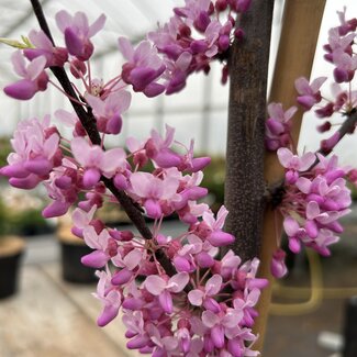 Cercis canadensis 'Alley Cat'