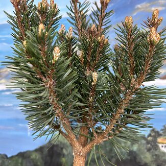 Pinus sylvestris 'Baron'