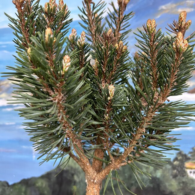 Pinus sylvestris 'Baron'