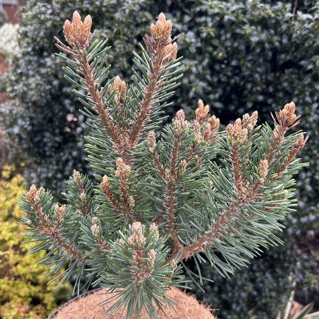 Pinus sylvestris 'Baron'
