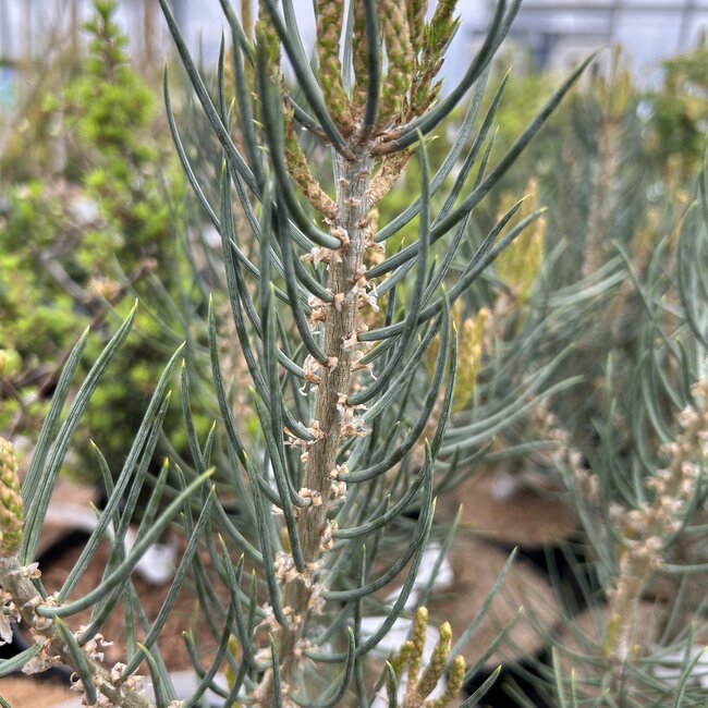 Pinus monophylla 'Tioga Pass'