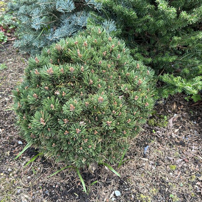 Pinus mugo 'Picobello'