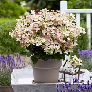 Hydrangea paniculata (S)witch®'Ophelia'