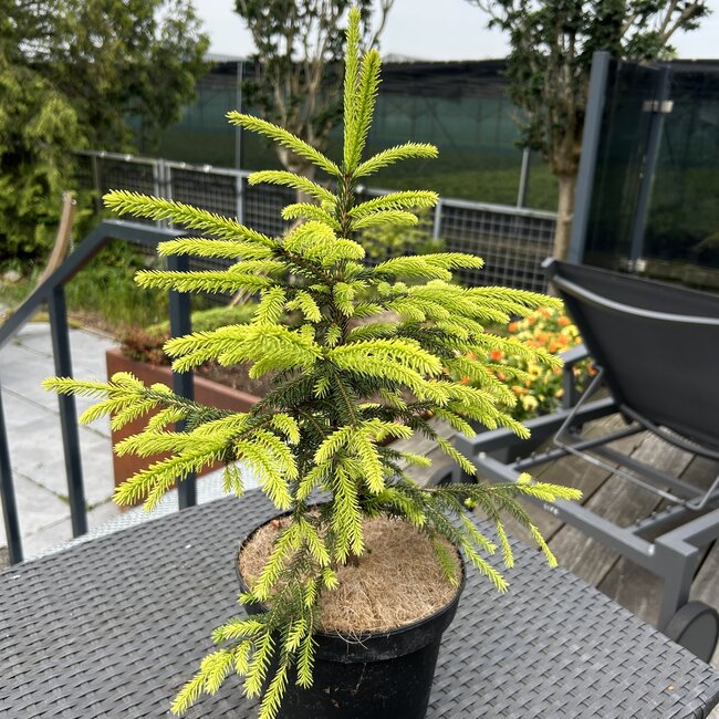 Picea orientalis 'Sunny Spring'