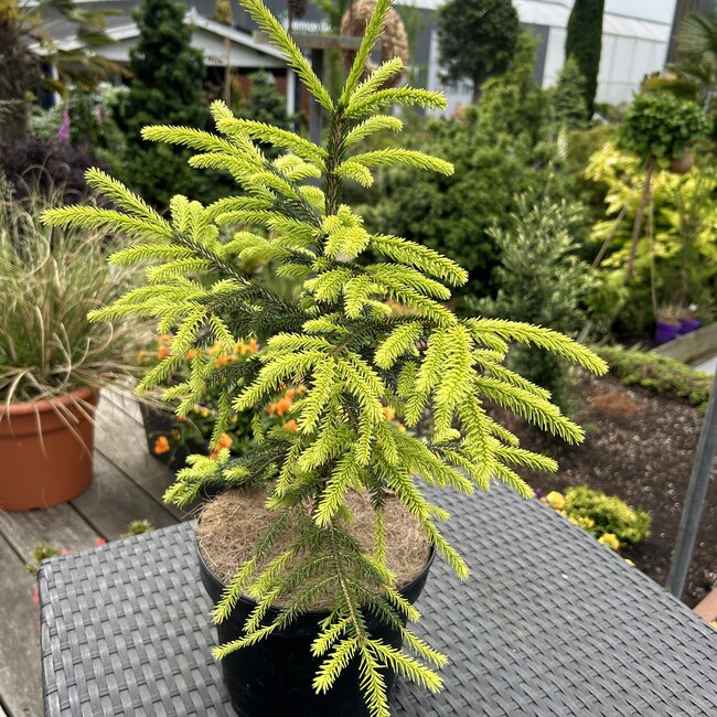 Picea orientalis 'Sunny Spring'