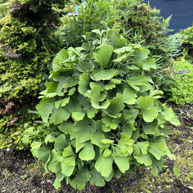 Ginkgo biloba 'Pine Glen Dwarf'