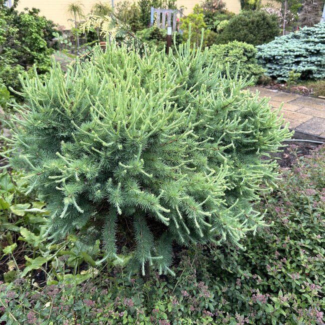 Larix laricina 'American Team'