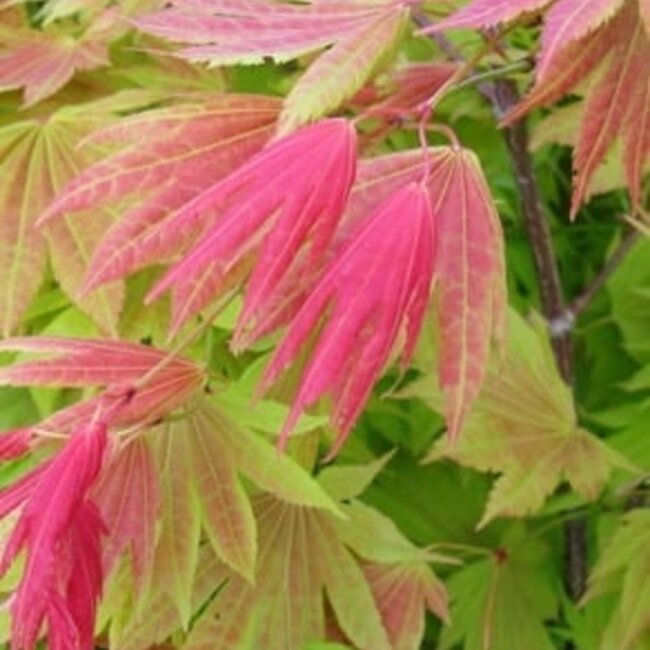 Acer shirasawanum 'Moonrise'®