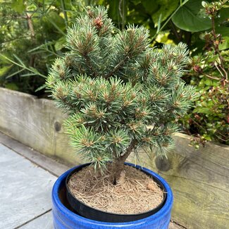 Pinus sylvestris 'Pixie'