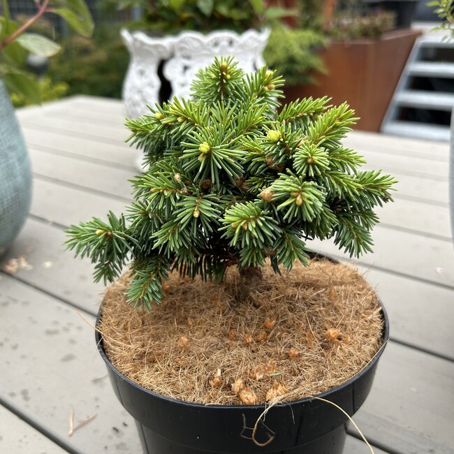 Picea abies 'Karlstejn'