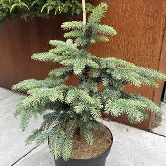 Picea engelmannii 'Tomschke'