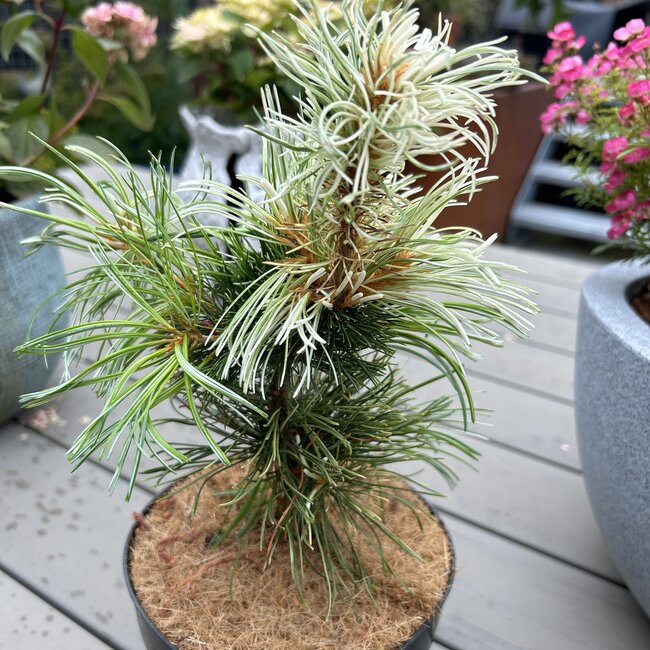 Pinus parviflora 'Tanima-no-yuki'
