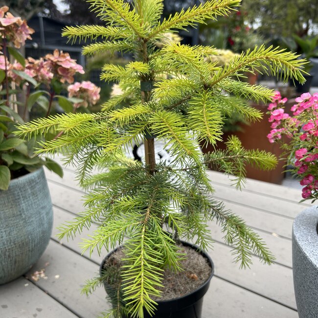 Picea omorika 'Golden Rain'