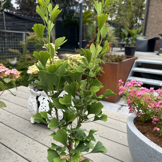 Ginkgo biloba 'Candle'