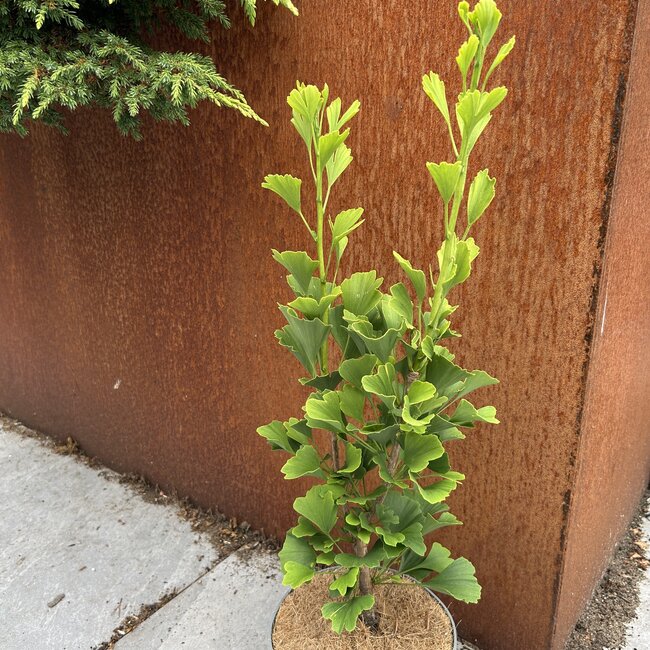 Ginkgo biloba 'Candle'