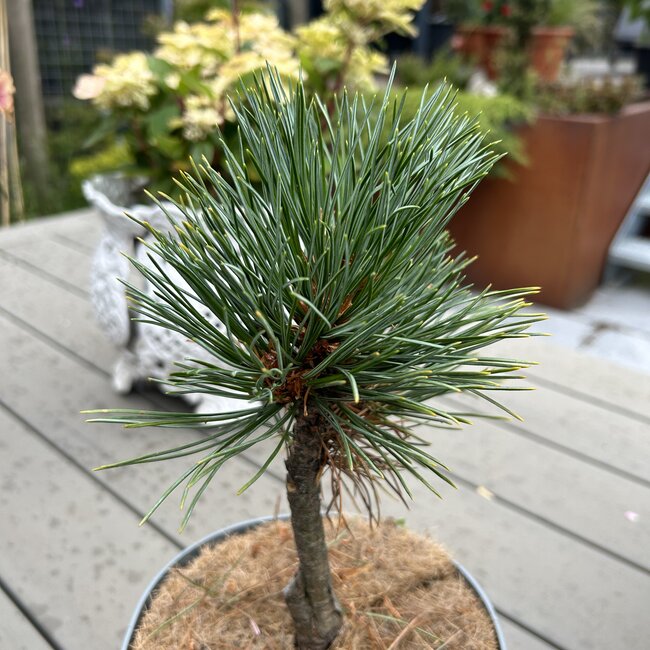 Pinus cembra 'Parapola'