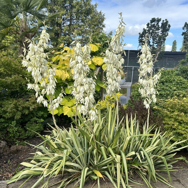 Yucca filamentosa 'Color Guard'