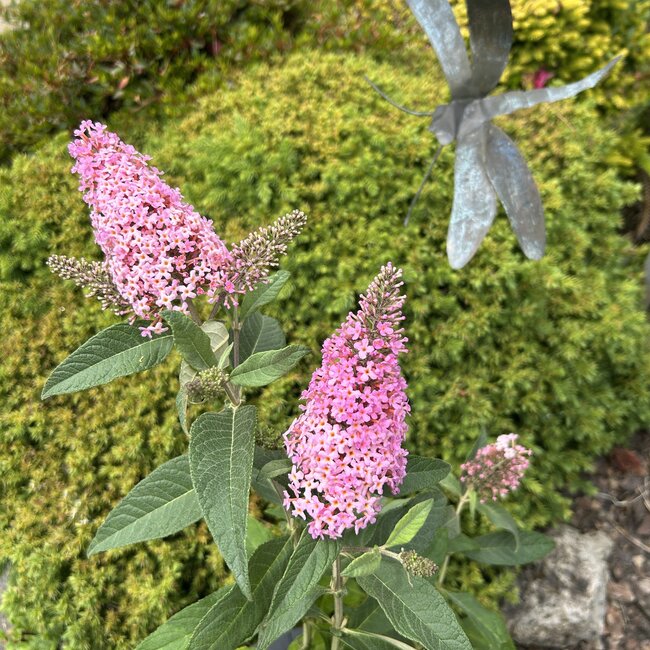 Buddleja dav. 'Butterfly Candy® Little Pink'