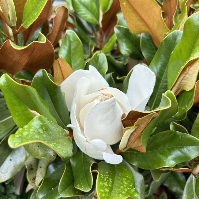 Magnolia grandiflora 'Gallisoniesis Nana'