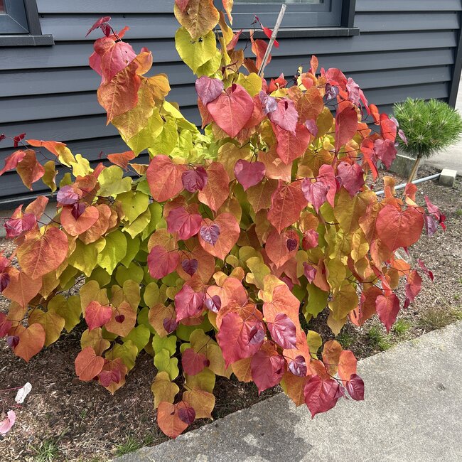 Cercis canadensis 'Eternal Flame'®