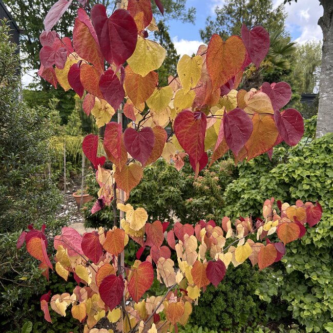 Cercis canadensis 'Eternal Flame'®