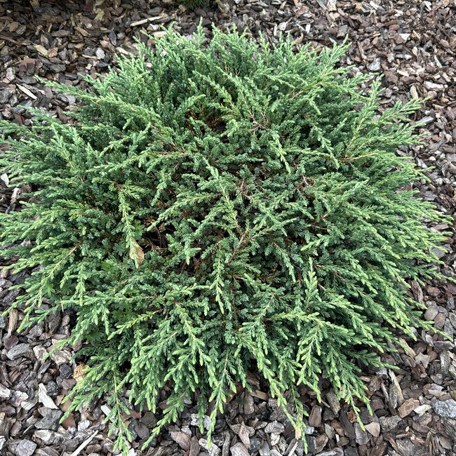 Juniperus communis 'Ristol' NIEUW / NEW