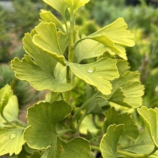 Ginkgo biloba 'Jagged Jade'