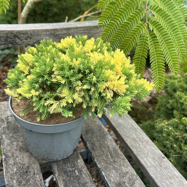 Juniperus procumbens 'Lighting Spot'