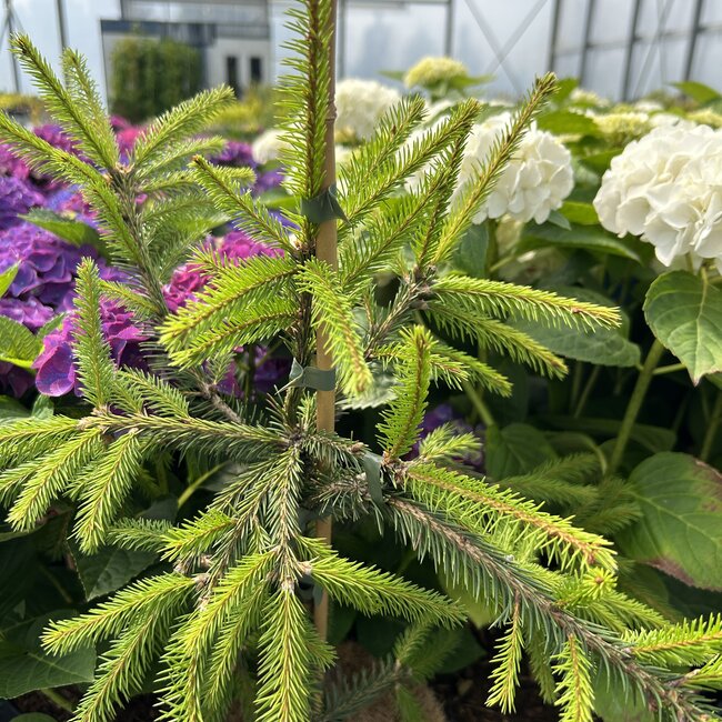 Picea abies 'Dandylion'
