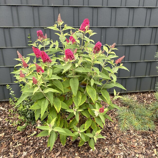 Buddleleja dav. Butterfly Candy 'Little Ruby'®