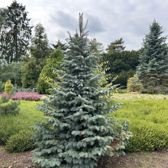 Abies concolor 'Archer's Dwarf'